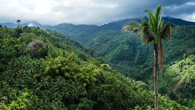 Palm tree in green hills near Dumaguete, Philippines by Jessica Lokker
