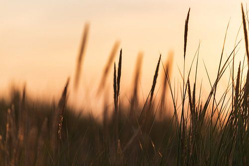 herbe de marrache