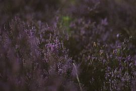 Blooming heather by Eline Huizenga