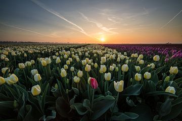 Champs de tulipes au lever du soleil. sur Peter Haastrecht, van