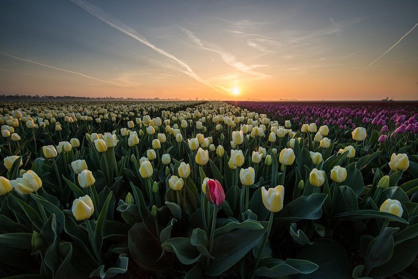 Sunrise tulip fields. by Peter Haastrecht, van