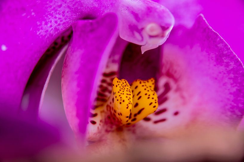 Pink butterfly orchid by de buurtfotograaf Leontien