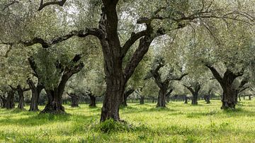 Olivenhain in Griechenland von Daan Kloeg
