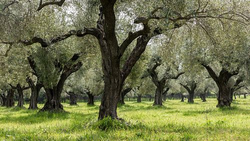 Olijvenboomgaard in Griekenland