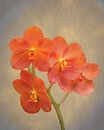 Rode scharlaken orchidee op grunge van Rudy Umans thumbnail