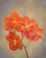 Rode scharlaken orchidee op grunge