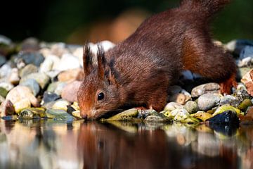 Trinkendes Eichhörnchen von Durk-jan Veenstra