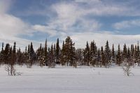 Wald in Schwedisch-Lappland