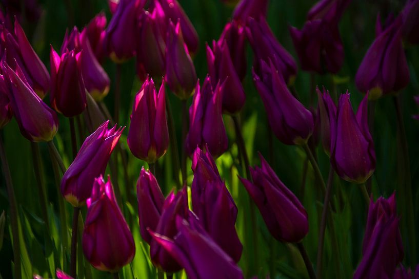 Purple Tulips by Margreet Frowijn