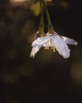 Blossom droplets dark & moody van Sandra Hazes