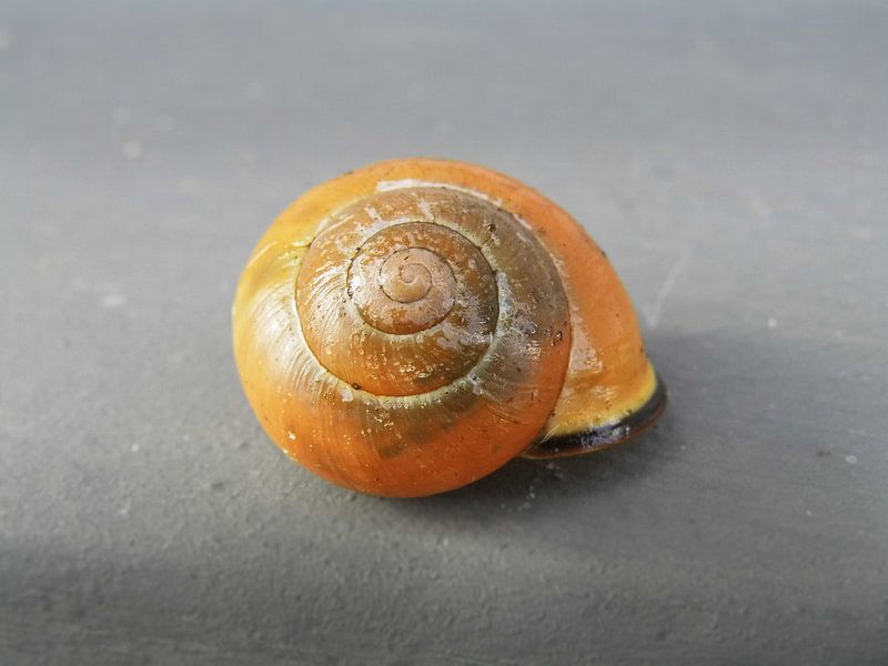 Snail Shell by Tomas S.