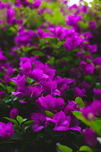 Groene Oase: De Betoverende Botanische Tuinen van Melbourne