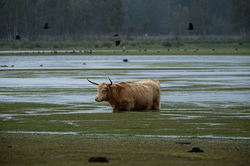 Scottish Highland Cow Standing in the Water