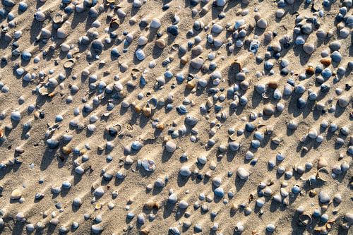 Schelpen bij de Slufter (Texel)