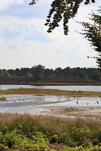 Overasseltse- and Hatertse Marsh