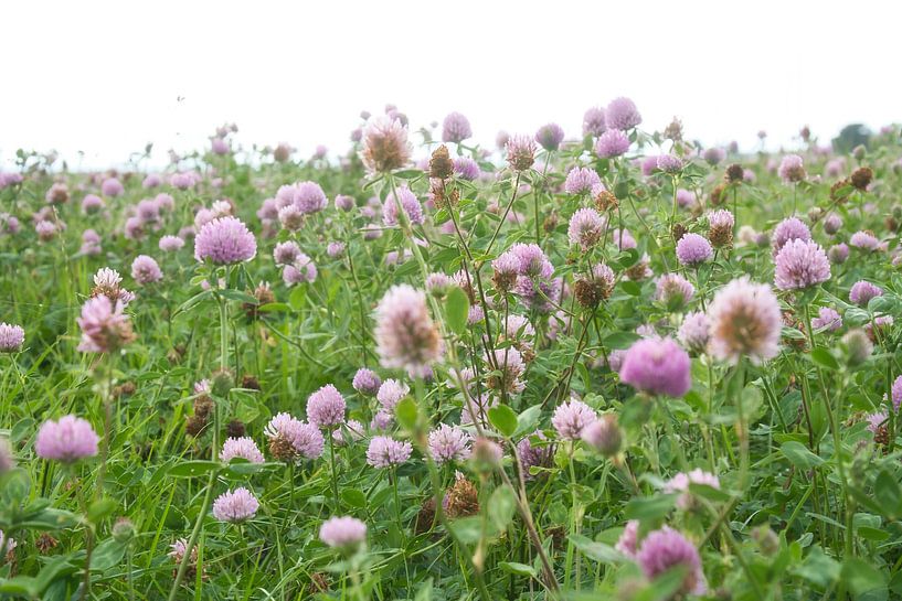 Fleurs de trèfle dans une prairie. Prairie fleurie en vert et rose. par Martin Köbsch