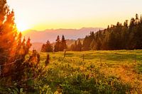 Almwiese & Sonnenuntergang
