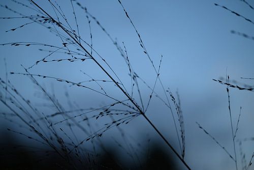 Gräser an einem kalten Herbsttag