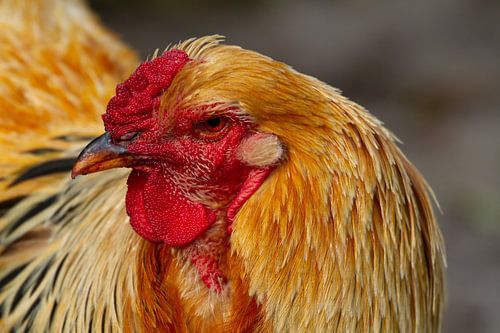 Kukeleku a dit notre coq