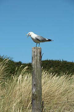 Portret van een meeuw van Eigenwijze Fotografie