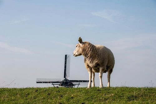 schaap & molen II