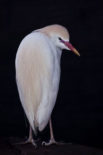 Over zijn schouder kijkend, een oogverblindend = witte Egyptische reiger op een zwarte achtergrond k