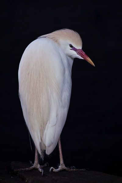Turning over his shoulder, a dazzling = white Egyptian heron on a black background looks at you by Michael Semenov