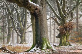 Icing by Ellen Borggreve