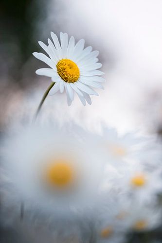 A field of marguerites