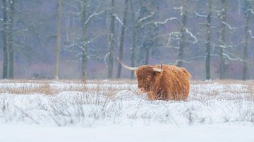 Schottischer Highlander im Schnee von Francis Dost