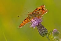 butterflies