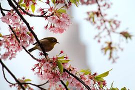 Mejiro in a cherry blossom tree in Tokyo, Japan by Lensw0rld