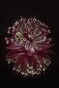 Lila - altrosa Blüte einer Zeeuws Knoopje (Astrantia Major) mit Spiegelung