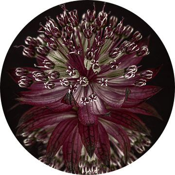 Paars - oud roze bloemetje van een Zeeuws Knoopje (Astrantia Major) met reflectie van Marjolijn van den Berg