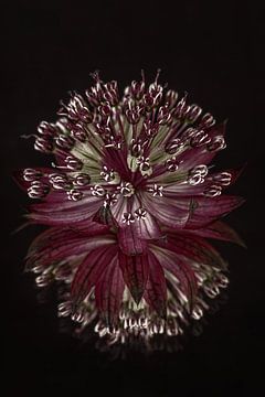 Lila - altrosa Blüte einer Zeeuws Knoopje (Astrantia Major) mit Spiegelung von Marjolijn van den Berg