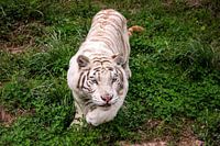 The prowling white Bengal tiger.