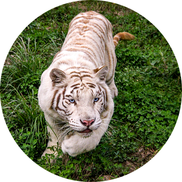 De sluipende witte Bengaalse tijger. van Joeri Mostmans