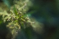 Plant with a lot of depth of focus by Digitale Schilderijen thumbnail