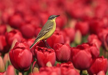 Gele Kwikstaart op Tulp van Dennis Schaefer