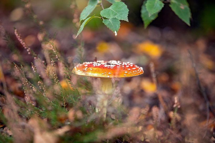 Agaric de la mouche par gea strucks