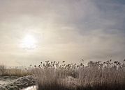 Berijpte rietkraag met een winterzon achter de wolken, Zaandam, , Noord-Holland van Rene van der Meer thumbnail