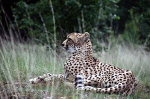 Cheetah in rust
