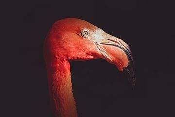 De kleurrijke Cubaanse flamingo. van Patrick Löbler