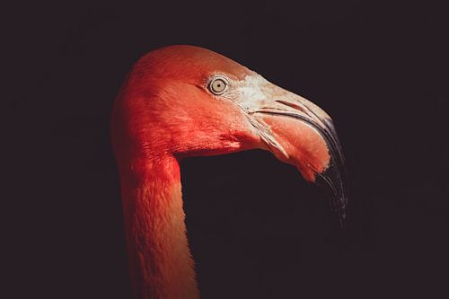 The colourful Cuban flamingo.