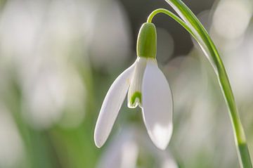 Sneeuwklokje van Jan Hoekstra