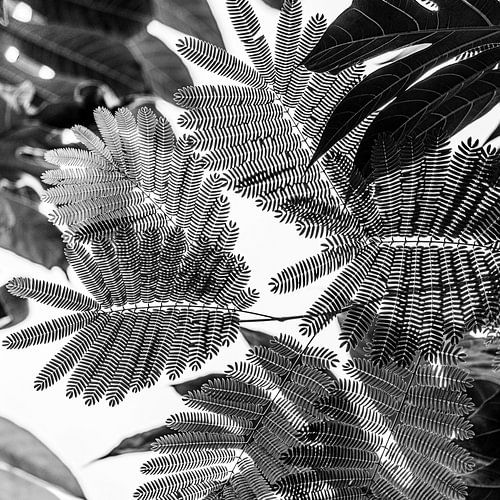 Zwart/wit bladerendak.