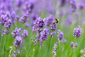 Bei Lavendel