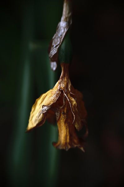 verfaulte Blume unten von Ribbi