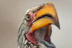 Oogcontact met een neushoornvogel in Namibië van Renzo de Jonge