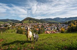 View of Oberstaufen, Staufen and the Allgäu Alps with cute goats by Leo Schindzielorz